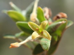 Pimelea curviflora gracilis