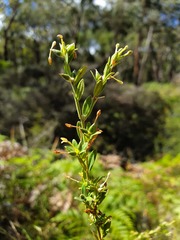 Pimelea curviflora gracilis