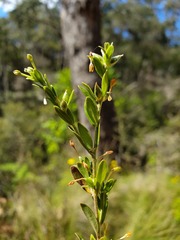 Pimelea curviflora gracilis