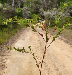 Pimelea curviflora gracilis