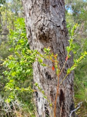 Pimelea curviflora gracilis