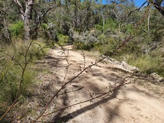 Pimelea curviflora gracilis