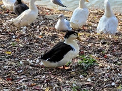 Anas platyrhynchos domesticus