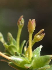 Pimelea curviflora gracilis