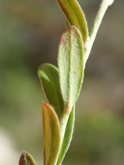 Pimelea curviflora gracilis