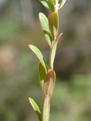 Pimelea curviflora gracilis