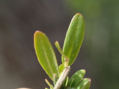 Pimelea curviflora gracilis