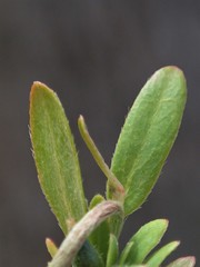 Pimelea curviflora gracilis