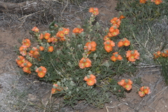 Sphaeralcea coccinea coccinea