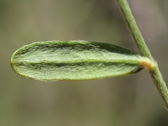 Pimelea curviflora gracilis