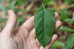 Leichhardtia longiloba
