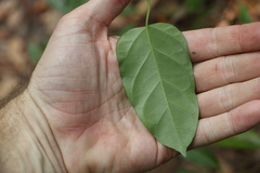 Leichhardtia longiloba