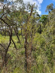 Pimelea curviflora gracilis