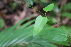 Leichhardtia longiloba