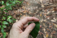 Leichhardtia longiloba