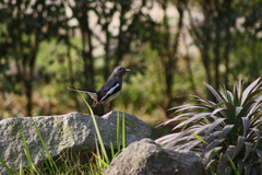 Copsychus saularis