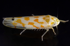 Eratoneura