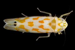 Eratoneura