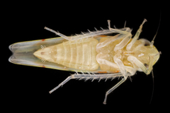 Eratoneura