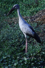Anastomus oscitans