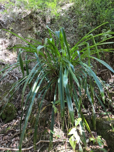 Image of Pitcairnia Abscondita (Pitcairnia abscondita) by no rights reserved
