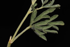 Sphaeralcea coccinea coccinea