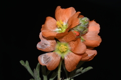 Sphaeralcea coccinea coccinea