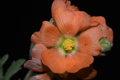 Sphaeralcea coccinea coccinea
