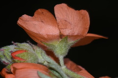 Sphaeralcea coccinea coccinea