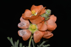 Sphaeralcea coccinea coccinea