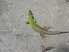 Lacerta viridis