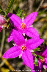 Boronia amabilis