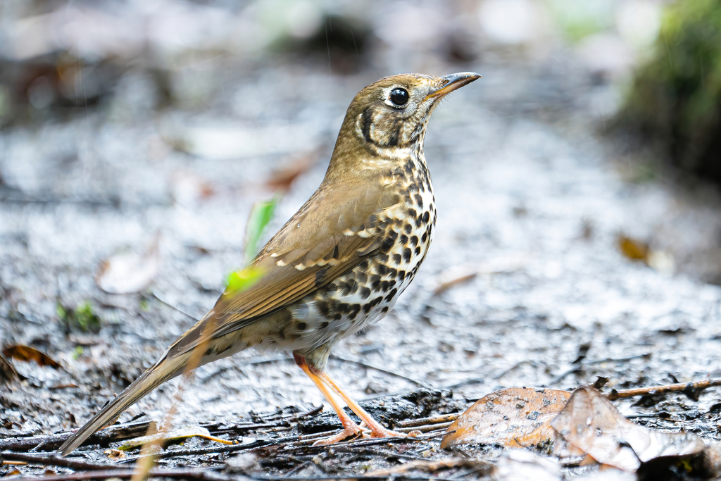 Chinese Thrush photo