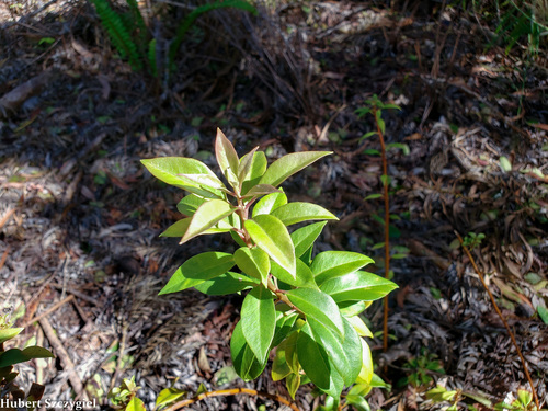 Lysimachia hillebrandii, 2021-12-18