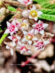 Commersonia breviseta