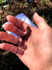 Desmognathus carolinensis