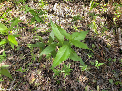 Lipochaeta lobata observed 2021-12-18