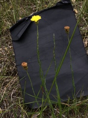 Leptorhynchos nitidulus