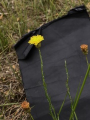 Leptorhynchos nitidulus