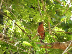 Cacomantis castaneiventris