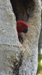 Eclectus roratus