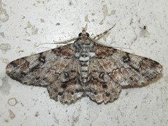 Cleora illustraria