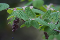 Corylopsis