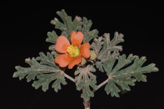 Sphaeralcea grossulariifolia