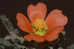 Sphaeralcea grossulariifolia