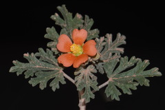 Sphaeralcea grossulariifolia