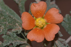 Sphaeralcea grossulariifolia