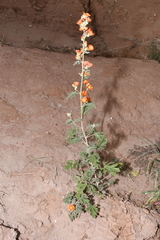 Sphaeralcea grossulariifolia