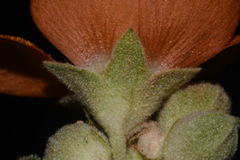 Sphaeralcea grossulariifolia