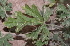 Sphaeralcea grossulariifolia